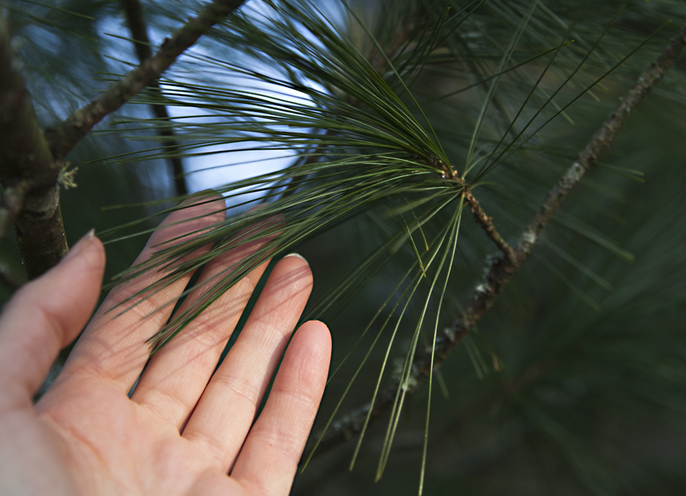 Les Cercles de Reliance végétale sont faits pour toi si…