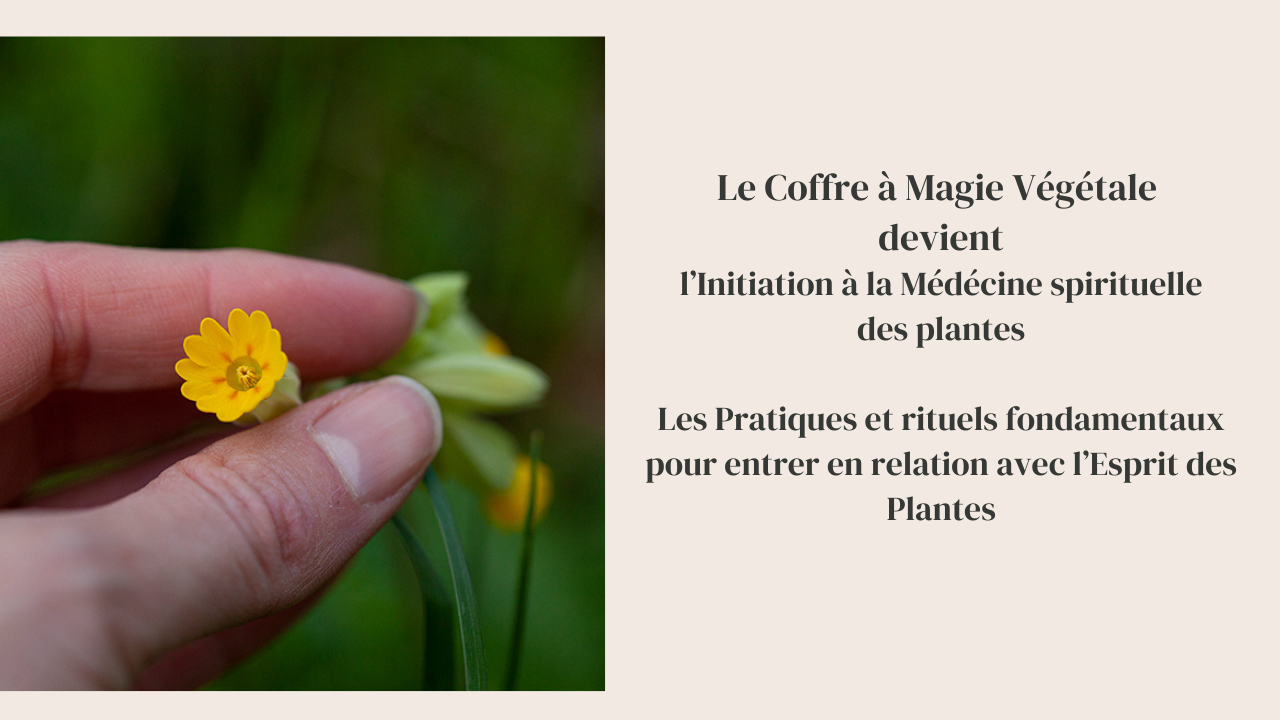 Initiation à la Médecine spirituelle des plantes — les pratiques