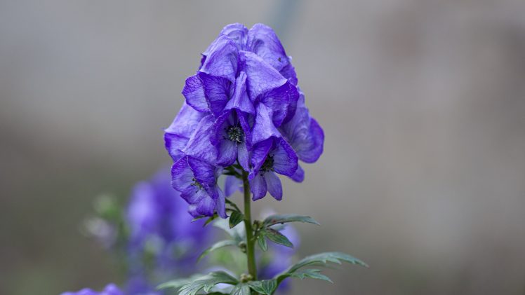 Ma Rencontre avec l’Aconit ses messages et son énergie