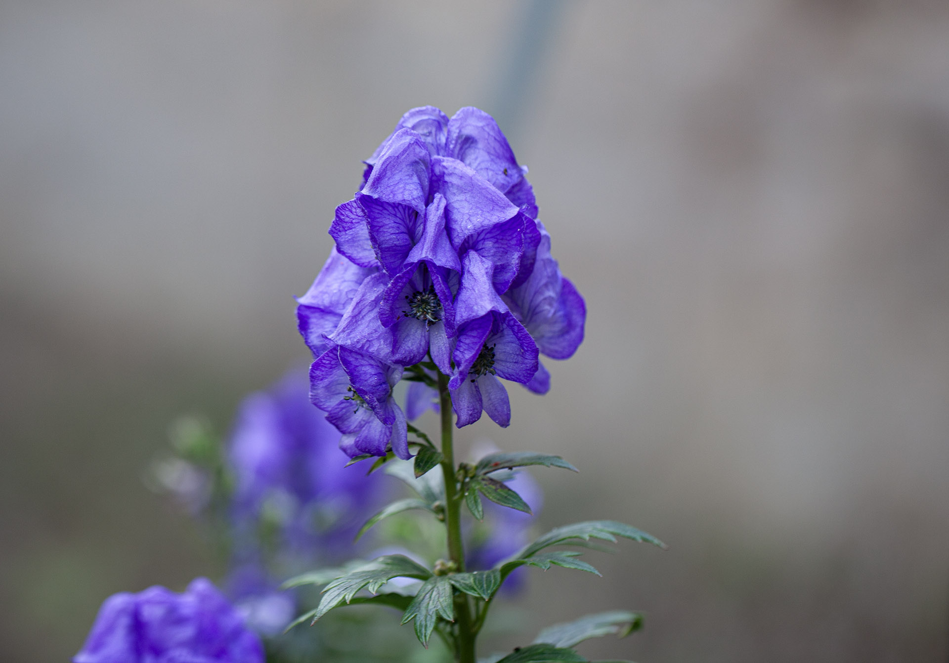 Ma Rencontre avec l’Aconit ses messages et son énergie