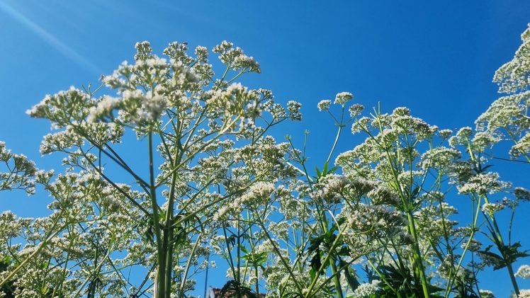 Si les plantes souffrent de la canicule comment peuvent-elles me soutenir ?
