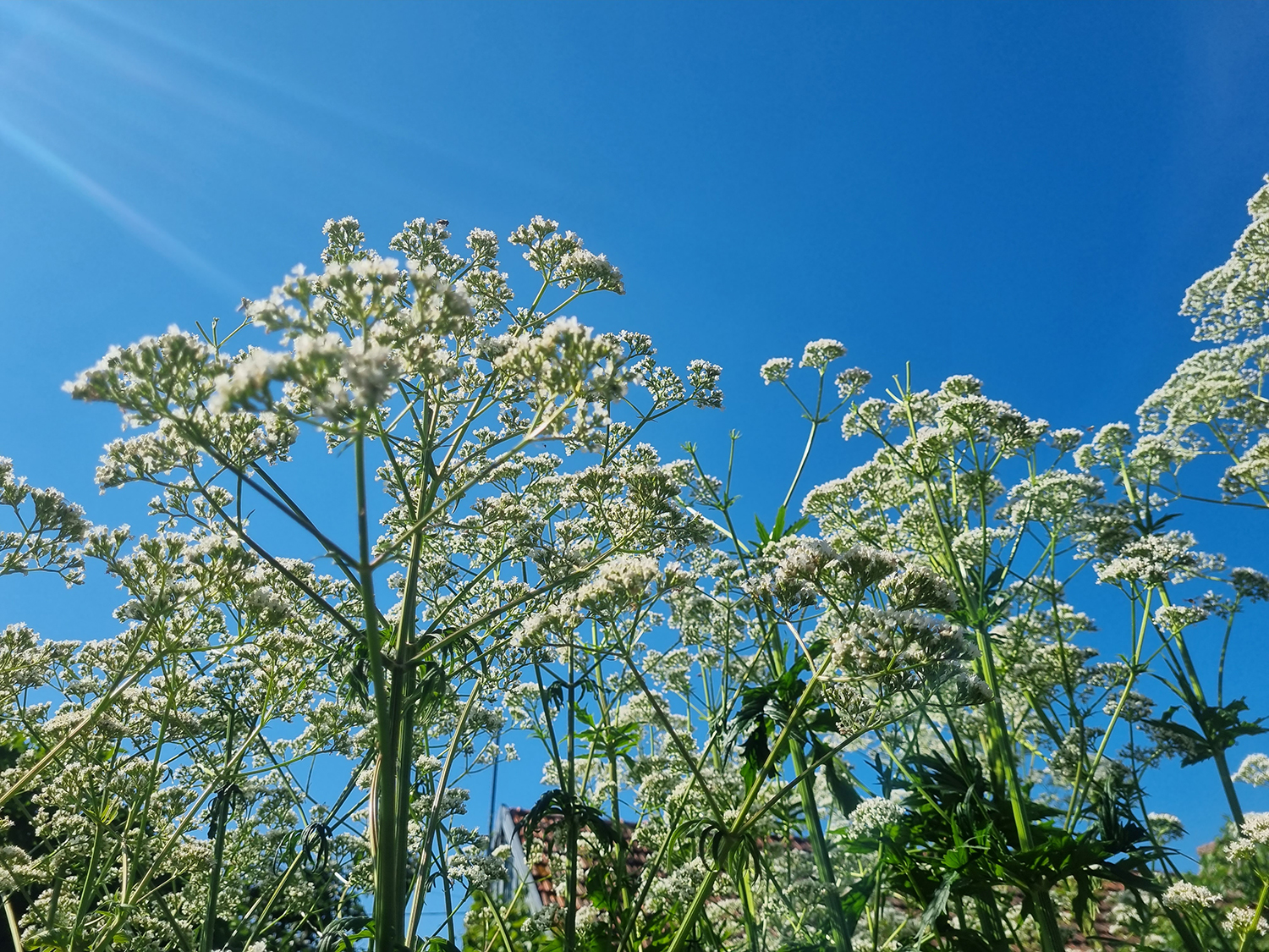 Si les plantes souffrent de la canicule comment peuvent-elles me soutenir ?
